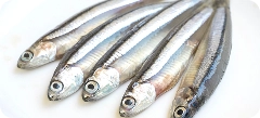 Anchoveta