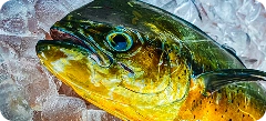 Mahi mahi
